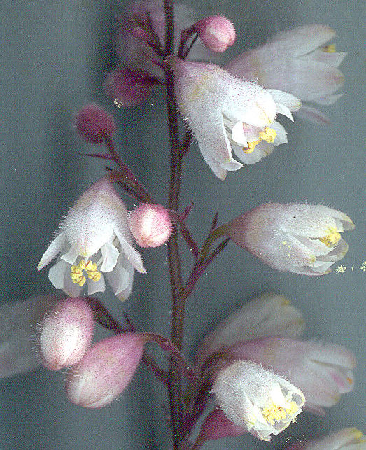 Heuchera 'Caroline' flowers