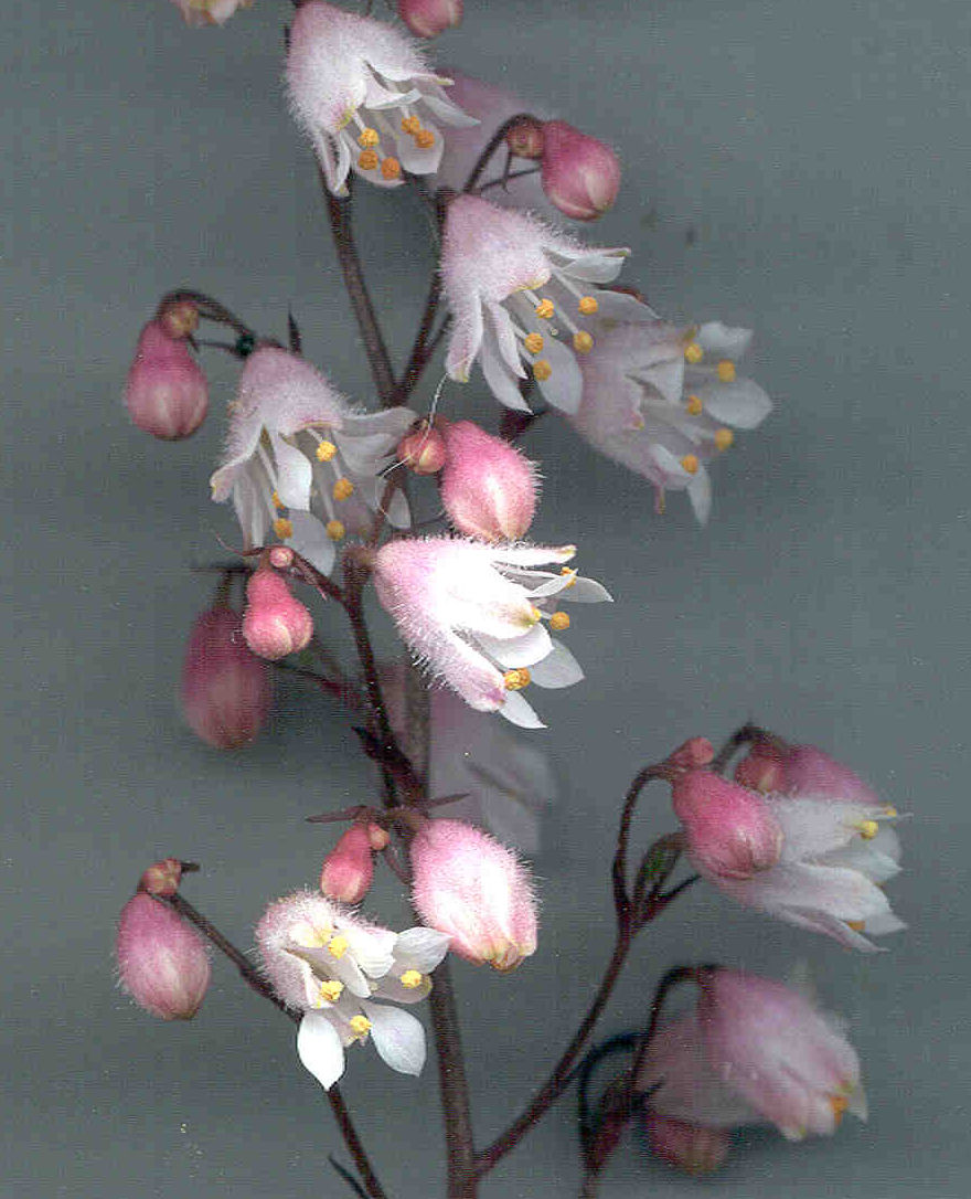 Heuchera 'Dark Chocolate' flowers