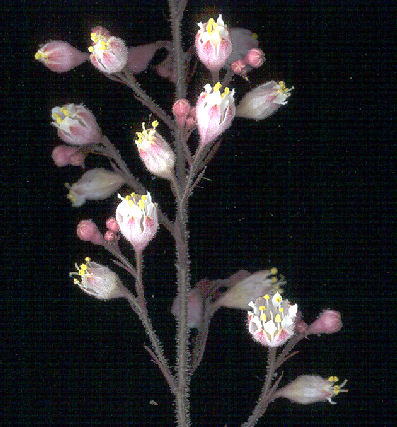 Heuchera 'Royal Velvet' flowers