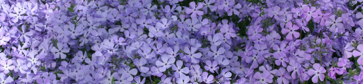 Spring at The Primrose Path: Phlox divaricata