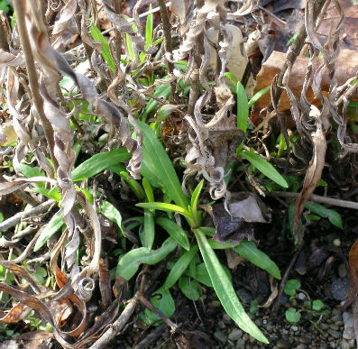 Phlox maculata group hybrid in winter
