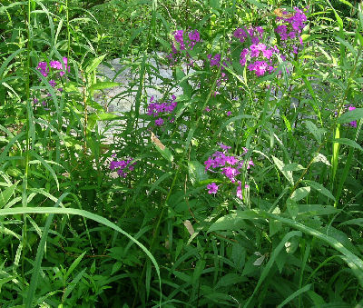Phlox maculata along the Youghiogheny River, Fayette Co., PA