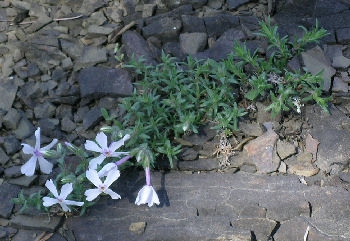 Phlox subulata ssp. brittonii, a small moss phlox